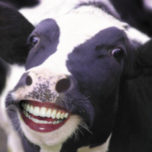 happy cow