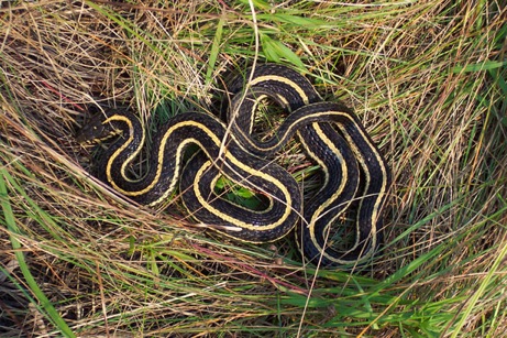 snake in the grass (public domain)